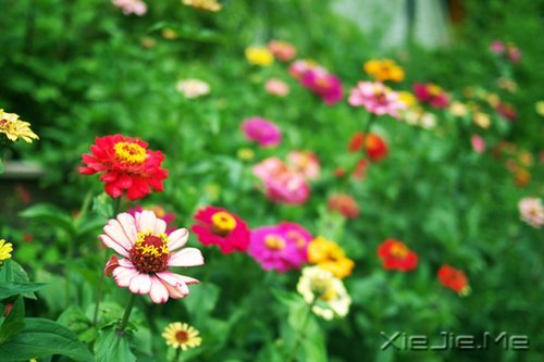 早安心语：让过去的都过去 (4)