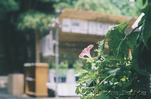 早安心语：只要你想，随时都可以开始 (6)