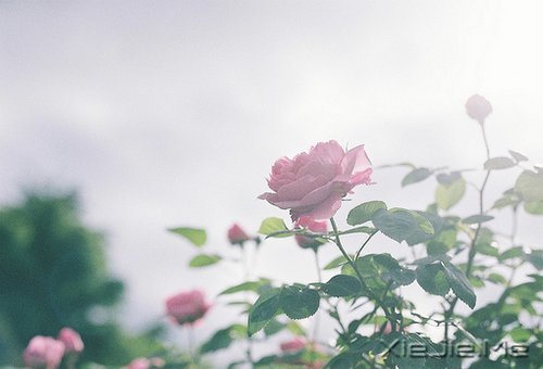 做一个微笑挂在嘴边，快乐放在心上的人 (2)