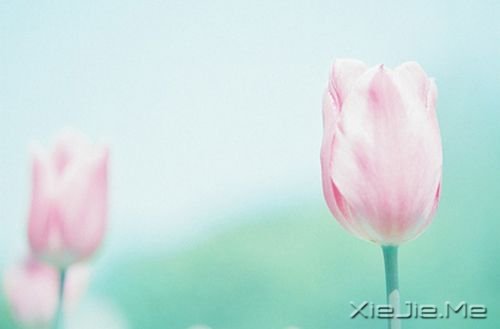 早安心语：淡然，是人生的一种成长 (10)