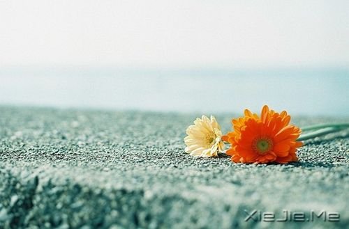 早安心语：淡然，是人生的一种成长 (8)